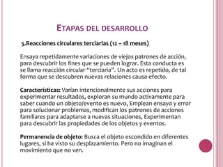 ETAPAS DEL DESARROLLO
5.Reacciones circulares terciarias (12 – 18 meses)

Ensaya repetidamente variaciones de viejos patrones de acción,
para descubrir los fines que se pueden lograr. Esta conducta es
se llama reacción circular “terciaria”. Un acto es repetido, de tal
forma que se descubren nuevas relaciones causa-efecto.

Características: Varían intencionalmente sus acciones para
experimentar resultados, exploran su mundo activamente para
saber cuando un objeto/evento es nuevo, Emplean ensayo y error
para solucionar problemas, modifican los patrones de acciones
familiares para adaptarse a nuevas situaciones, Experimentan
para descubrir las propiedades de los objetos y eventos.

Permanencia de objeto: Busca el objeto escondido en diferentes
lugares, si ha visto su desplazamiento. Pero no imaginan el
movimiento que no ven.
 
