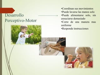 Desarrollo
Perceptivo-Motor
•Coordinan sus movimientos
•Puede lavarse las manos solo
•Puede alimentarse solo, sin
ensuciarse demasiado
•Corre de una manera mas
uniforme
•Responde instrucciones
 