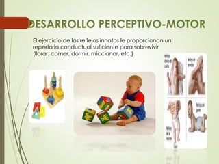 DESARROLLO PERCEPTIVO-MOTOR
El ejercicio de los reflejos innatos le proporcionan un
repertorio conductual suficiente para sobrevivir
(llorar, comer, dormir, miccionar, etc.)
 