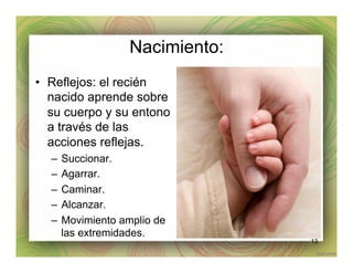 Nacimiento:
•  Reflejos: el recién
nacido aprende sobre
su cuerpo y su entono
a través de las
acciones reflejas.
–  Succionar.
–  Agarrar.
–  Caminar.
–  Alcanzar.
–  Movimiento amplio de
las extremidades.
13
 