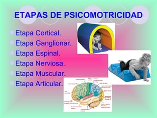 ETAPAS DE PSICOMOTRICIDAD

 Etapa Cortical.
 Etapa Ganglionar.
 Etapa Espinal.
 Etapa Nerviosa.
 Etapa Muscular.
 Etapa Articular.
 