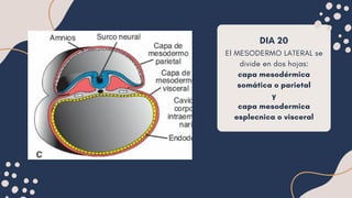 DESARROLLO MESODERMO PARAAXIAL LATERAL VDNTRAL | PDF