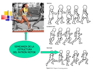 SEMEJANZA DE LA  ESTRUCTURA DEL PATRÓN MOTOR  