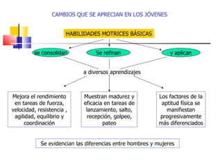 Se evidencian las diferencias entre hombres y mujeres CAMBIOS QUE SE APRECIAN EN LOS JÓVENES HABILIDADES MOTRICES BÁSICAS se consolidan Se refinan y aplican a diversos aprendizajes Mejora el rendimiento en tareas de fuerza, velocidad, resistencia , agilidad, equilibrio y coordinación Muestran madurez y eficacia en tareas de lanzamiento, salto, recepción, golpeo, pateo Los factores de la aptitud física se manifiestan progresivamente más diferenciados 