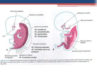 -M. escalenos 
-M. prevertebrales 
-M. genihioideo 
-M. infrahioideo 
-M. Flexores laterales 
-M. Ventrales de la col. 
vertebral 
-M. Cuadrado lumbar 
 