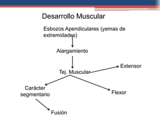 Desarrollo Muscular 
Esbozos Apendiculares (yemas de 
extremidades) 
Alargamiento 
Extensor 
Flexor 
Carácter 
segmentario 
Tej. Muscular 
Fusión 
 