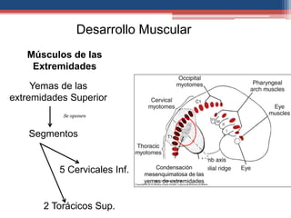 Desarrollo Muscular 
Músculos de las 
Extremidades 
Yemas de las 
extremidades Superior 
Se oponen 
Segmentos 
5 Cervicales Inf. 
2 Torácicos Sup. 
Condensación 
Condensación 
mesenquimatosa de las 
yemas de extremidades 
 