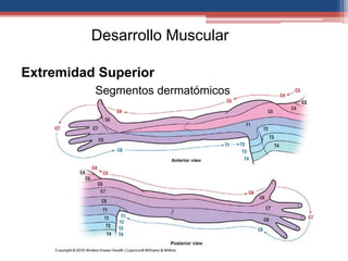 Desarrollo Muscular 
Extremidad Superior 
Segmentos dermatómicos 
 