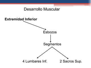 Desarrollo Muscular 
Extremidad Inferior 
Esbozos 
Segmentos 
4 Lumbares Inf. 2 Sacros Sup. 
 