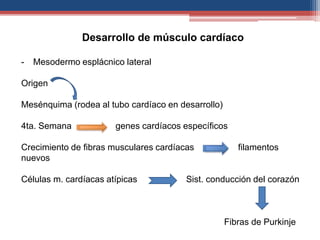 Desarrollo de músculo cardíaco 
- Mesodermo esplácnico lateral 
Origen 
Mesénquima (rodea al tubo cardíaco en desarrollo) 
4ta. Semana genes cardíacos específicos 
Crecimiento de fibras musculares cardíacas filamentos 
nuevos 
Células m. cardíacas atípicas Sist. conducción del corazón 
Fibras de Purkinje 
 
