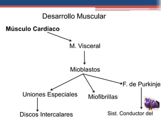 Músculo Cardíaco 
M. Visceral 
Mioblastos 
Uniones Especiales Miofibrillas 
Discos Intercalares 
F. de Purkinje 
Sist. Conductor del 
Desarrollo Muscular 
 