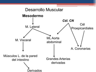 Mesodermo 
M. Lateral 
M. Visceral 
Músculos L. de la pared 
del intestino 
Cél. CN 
Derivados 
ML Aorta 
abdominal 
Grandes Arterias 
derivadas 
Cél 
Proepicardiales 
A. Coronarias 
Desarrollo Muscular 
 