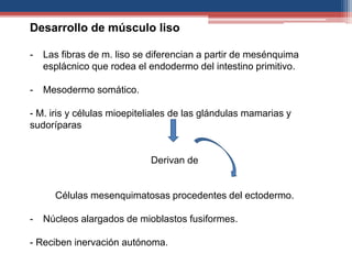Desarrollo de músculo liso 
- Las fibras de m. liso se diferencian a partir de mesénquima 
esplácnico que rodea el endodermo del intestino primitivo. 
- Mesodermo somático. 
- M. iris y células mioepiteliales de las glándulas mamarias y 
sudoríparas 
Derivan de 
Células mesenquimatosas procedentes del ectodermo. 
- Núcleos alargados de mioblastos fusiformes. 
- Reciben inervación autónoma. 
 