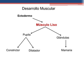 Ectodermo 
Músculo Liso 
Pupila 
Constrictor Dilatador 
Glándulas 
Mamaria 
Desarrollo Muscular 
 