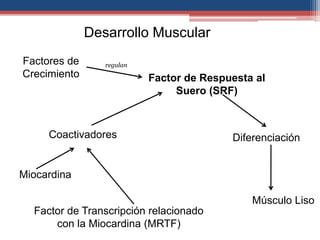 Desarrollo Muscular 
Factores de 
Crecimiento Factor de Respuesta al 
Suero (SRF) 
Coactivadores 
Miocardina 
Factor de Transcripción relacionado 
con la Miocardina (MRTF) 
Diferenciación 
Músculo Liso 
regulan 
 