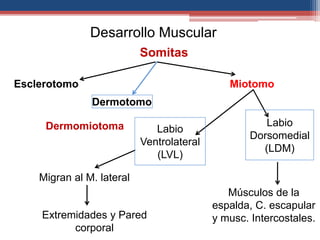 Desarrollo Muscular 
Somitas 
Miotomo 
Dermotomo 
Labio 
Ventrolateral 
(LVL) 
Labio 
Dorsomedial 
(LDM) 
Músculos de la 
espalda, C. escapular 
y musc. Intercostales. 
Esclerotomo 
Dermomiotoma 
Migran al M. lateral 
Extremidades y Pared 
corporal 
 