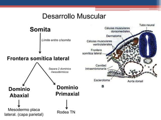 Desarrollo Muscular 
Somita 
Frontera somítica lateral 
Separa 2 dominios 
mesodérmicos 
Dominio 
Primaxial 
Dominio 
Abaxial 
Límite entre c/somita 
Rodea TN 
Mesodermo placa 
lateral. (capa parietal) 
 