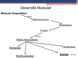 Desarrollo Muscular 
Músculo Esquelético 
Diferenciación 
Mioblastos 
Fusión 
Miofibrillas 
Fibras Musculares 
Alargadas 
Multinucleadas 
Estrías 3er mes 
durante 
forman 
 