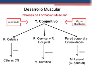 Desarrollo Muscular 
Patrones de Formación Muscular 
T. Conjuntivo 
Controlado Migran 
R. Cefálica 
Células CN 
R. Cervical y R. 
Occipital 
M. Somítico 
Mioblastos 
Pared corporal y 
Extremidades 
M. Lateral 
(C. parietal) 
derivan 
diferencian originan 
 