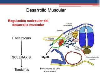 Desarrollo Muscular 
Regulación molecular del 
desarrollo muscular 
Esclerotomo 
SCLERAXIS 
Tendones Precursores de céls 
musculares 
Diferenciación de 
somitas 
MyoD 
 