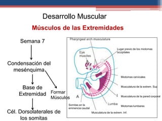Desarrollo Muscular 
Músculos de las Extremidades 
Semana 7 
Condensación del 
mesénquima 
Base de 
Extremidad 
Formar 
Músculos 
Cél. Dorsolaterales de 
los somitas 
Lugar previo de los miotomas 
occipitales 
Miotomas cervicales 
Musculatura de la extrem. Sup 
Musculatura de la pared corporal 
Miotomas lumbares 
Musculatura de la extrem. Inf. 
Somitas en la 
eminencia caudal 
 