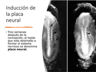 Inducción de
la placa
neural
• Tres semanas
después de la
concepción, el tejido
que esta destinado a
formar el sistema
nervioso se denomina
placa neural.
 