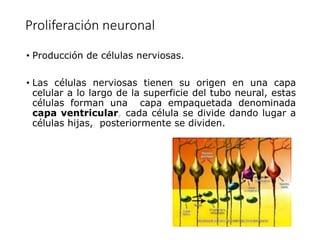 Proliferación neuronal
• Producción de células nerviosas.
• Las células nerviosas tienen su origen en una capa
celular a lo largo de la superficie del tubo neural, estas
células forman una capa empaquetada denominada
capa ventricular, cada célula se divide dando lugar a
células hijas, posteriormente se dividen.
 