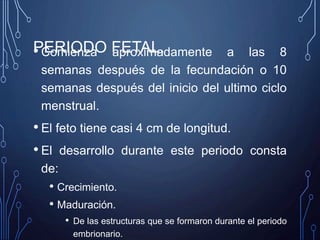 PERIODO FETAL.• Comienza aproximadamente a las 8
semanas después de la fecundación o 10
semanas después del inicio del ultimo ciclo
menstrual.
• El feto tiene casi 4 cm de longitud.
• El desarrollo durante este periodo consta
de:
• Crecimiento.
• Maduración.
• De las estructuras que se formaron durante el periodo
embrionario.
 