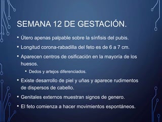 SEMANA 12 DE GESTACIÓN.
• Útero apenas palpable sobre la sínfisis del pubis.
• Longitud corona-rabadilla del feto es de 6 a 7 cm.
• Aparecen centros de osificación en la mayoría de los
huesos.
• Dedos y artejos diferenciados.
• Existe desarrollo de piel y uñas y aparece rudimentos
de dispersos de cabello.
• Genitales externos muestran signos de genero.
• El feto comienza a hacer movimientos espontáneos.
 
