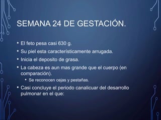 SEMANA 24 DE GESTACIÓN.
• El feto pesa casi 630 g.
• Su piel esta característicamente arrugada.
• Inicia el deposito de grasa.
• La cabeza es aun mas grande que el cuerpo (en
comparación).
• Se reconocen cejas y pestañas.
• Casi concluye el periodo canalicuar del desarrollo
pulmonar en el que:
 