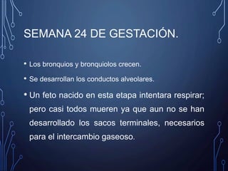 SEMANA 24 DE GESTACIÓN.
• Los bronquios y bronquiolos crecen.
• Se desarrollan los conductos alveolares.
• Un feto nacido en esta etapa intentara respirar;
pero casi todos mueren ya que aun no se han
desarrollado los sacos terminales, necesarios
para el intercambio gaseoso.
 