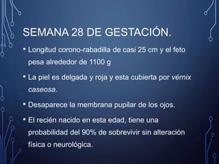 SEMANA 28 DE GESTACIÓN.
• Longitud corono-rabadilla de casi 25 cm y el feto
pesa alrededor de 1100 g
• La piel es delgada y roja y esta cubierta por vérnix
caseosa.
• Desaparece la membrana pupilar de los ojos.
• El recién nacido en esta edad, tiene una
probabilidad del 90% de sobrevivir sin alteración
física o neurológica.
 