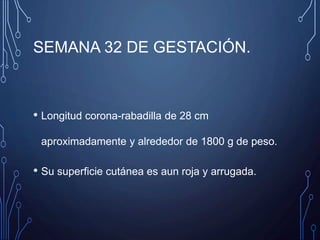SEMANA 32 DE GESTACIÓN.
• Longitud corona-rabadilla de 28 cm
aproximadamente y alrededor de 1800 g de peso.
• Su superficie cutánea es aun roja y arrugada.
 