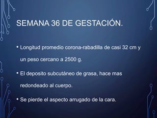 SEMANA 36 DE GESTACIÓN.
• Longitud promedio corona-rabadilla de casi 32 cm y
un peso cercano a 2500 g.
• El deposito subcutáneo de grasa, hace mas
redondeado al cuerpo.
• Se pierde el aspecto arrugado de la cara.
 