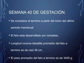 SEMANA 40 DE GESTACIÓN.
• Se considera el termino a partir del inicio del ultimo
periodo menstrual.
• El feto esta desarrollado por completo.
• Longitud corona-rabadilla promedio del feto a
termino es de casi 36 cm.
• El peso promedio del feto a termino es de 3400 g.
 