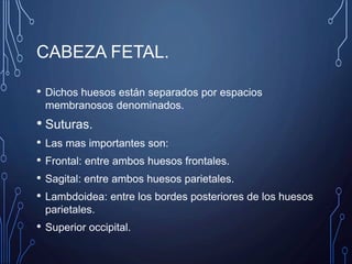 CABEZA FETAL.
• Dichos huesos están separados por espacios
membranosos denominados.
• Suturas.
• Las mas importantes son:
• Frontal: entre ambos huesos frontales.
• Sagital: entre ambos huesos parietales.
• Lambdoidea: entre los bordes posteriores de los huesos
parietales.
• Superior occipital.
 