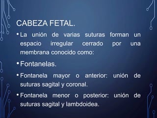 CABEZA FETAL.
• La unión de varias suturas forman un
espacio irregular cerrado por una
membrana conocido como:
•Fontanelas.
• Fontanela mayor o anterior: unión de
suturas sagital y coronal.
• Fontanela menor o posterior: unión de
suturas sagital y lambdoidea.
 