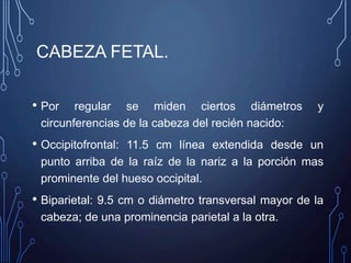 CABEZA FETAL.
• Por regular se miden ciertos diámetros y
circunferencias de la cabeza del recién nacido:
• Occipitofrontal: 11.5 cm línea extendida desde un
punto arriba de la raíz de la nariz a la porción mas
prominente del hueso occipital.
• Biparietal: 9.5 cm o diámetro transversal mayor de la
cabeza; de una prominencia parietal a la otra.
 