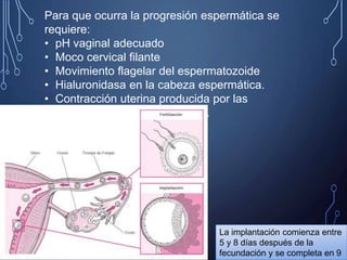 Para que ocurra la progresión espermática se
requiere:
• pH vaginal adecuado
• Moco cervical filante
• Movimiento flagelar del espermatozoide
• Hialuronidasa en la cabeza espermática.
• Contracción uterina producida por las
prostaglandinas y el orgasmo.
La implantación comienza entre
5 y 8 días después de la
fecundación y se completa en 9
 