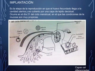 IMPLANTACIÓN
Es la etapa de la reproducción en que el huevo fecundado llega a la
cavidad uterina y es cubierto por una capa de tejido decidual.
Ocurre en el día 21 del ciclo menstrual, en el que las condiciones de la
mucosa son muy propicias.
Capas cel
 