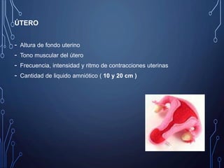 ÚTERO
- Altura de fondo uterino
- Tono muscular del útero
- Frecuencia, intensidad y ritmo de contracciones uterinas
- Cantidad de liquido amniótico ( 10 y 20 cm )
 