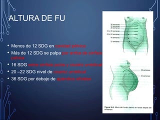 ALTURA DE FU
• Menos de 12 SDG en cavidad pélvica
• Más de 12 SDG se palpa por arriba de sínfisis
púbica
• 16 SDG entre sínfisis pubis y cicatriz umbilical
• 20 –22 SDG nivel de cicatriz umbilical
• 36 SDG por debajo de apéndice xifoides
 