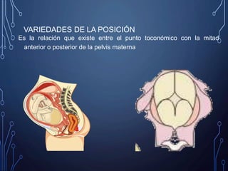 VARIEDADES DE LA POSICIÓN
Es la relación que existe entre el punto toconómico con la mitad
anterior o posterior de la pelvis materna
 