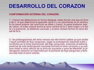 DESARROLLO DEL CORAZON
• CONFORMACIÓN EXTERNA DEL CORAZÓN.
1.- Crecen las dilataciones en forma desigual, hasta formar una asa en form
a de U, el que determina la aparición de la U y su crecimiento es el ventrícu
lo (la pared anterior del ventrículo se dilata y crece), la pared posterior deja
de crecer, el bulbo arterial forma la rama ventral de la U dará origen a la aor
ta y la pulmonar, la dilatación auricular y el seno venoso forman la rama dor
sal de la U.
2.- las prolongaciones del seno venoso son del mismo calibre ya que recibe
n igual cantidad de flujo sanguíneo, luego la prolongación izquierda sufre u
na atrofia por lo tanto disminución del flujo sanguíneo, entonces el extremo
proximal de esta prolongación izquierda formara el seno coronario y su extr
emo distal la vena oblicua de la aurícula izquierda o vena de Marshall, la pr
olongación derecha se hipertrofia por el aumento de flujo sanguíneo y form
ara sola todo el seno venoso.
 