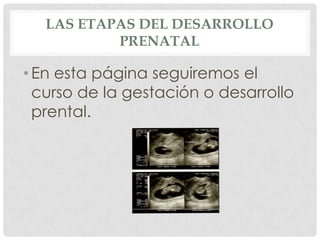 LAS ETAPAS DEL DESARROLLO
          PRENATAL

• En esta página seguiremos el
  curso de la gestación o desarrollo
  prental.
 