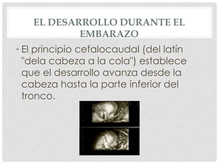 EL DESARROLLO DURANTE EL
           EMBARAZO
• El principio cefalocaudal (del latín
  "dela cabeza a la cola") establece
  que el desarrollo avanza desde la
  cabeza hasta la parte inferior del
  tronco.
 