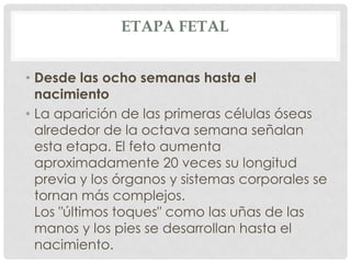 ETAPA FETAL


• Desde las ocho semanas hasta el
  nacimiento
• La aparición de las primeras células óseas
  alrededor de la octava semana señalan
  esta etapa. El feto aumenta
  aproximadamente 20 veces su longitud
  previa y los órganos y sistemas corporales se
  tornan más complejos.
  Los "últimos toques" como las uñas de las
  manos y los pies se desarrollan hasta el
  nacimiento.
 