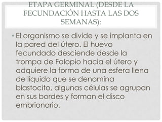 ETAPA GERMINAL (DESDE LA
   FECUNDACIÓN HASTA LAS DOS
           SEMANAS):
• El organismo se divide y se implanta en
  la pared del útero. El huevo
  fecundado desciende desde la
  trompa de Falopio hacia el útero y
  adquiere la forma de una esfera llena
  de líquido que se denomina
  blastocito, algunas células se agrupan
  en sus bordes y forman el disco
  embrionario.
 