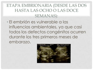 ETAPA EMBRIONARIA (DESDE LAS DOS
      HASTA LAS OCHO O LAS DOCE
                SEMANAS):
• El embrión es vulnerable a las
  influencias ambientales, ya que casi
  todos los defectos congénitos ocurren
  durante los tres primeros meses de
  embarazo.
 