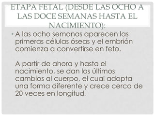 ETAPA FETAL (DESDE LAS OCHO A
 LAS DOCE SEMANAS HASTA EL
        NACIMIENTO):
• A las ocho semanas aparecen las
  primeras células óseas y el embrión
  comienza a convertirse en feto.

 A partir de ahora y hasta el
 nacimiento, se dan los últimos
 cambios al cuerpo, el cual adopta
 una forma diferente y crece cerca de
 20 veces en longitud.
 